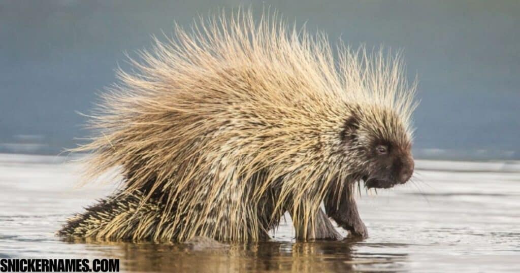 Cool Names for Porcupines