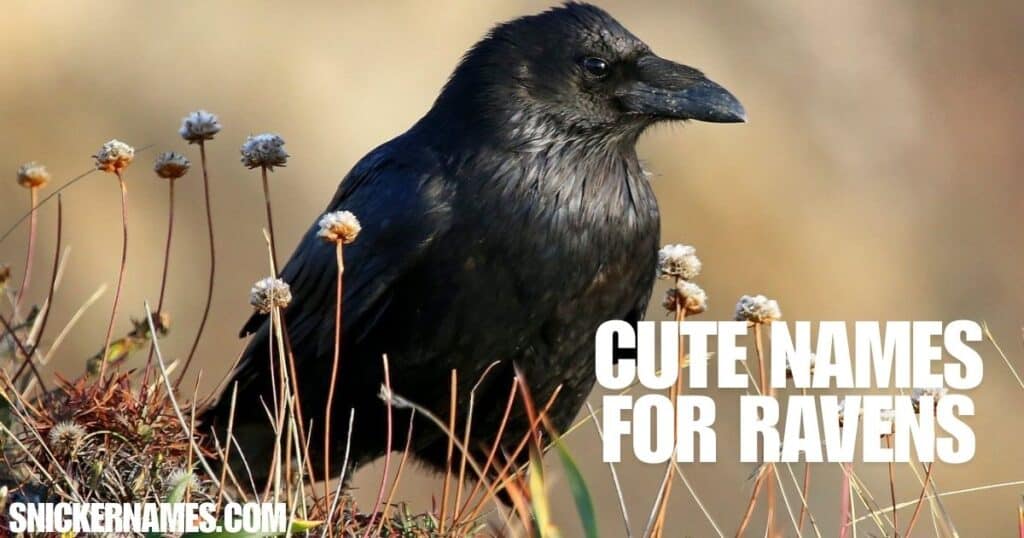 Cute Names for Ravens