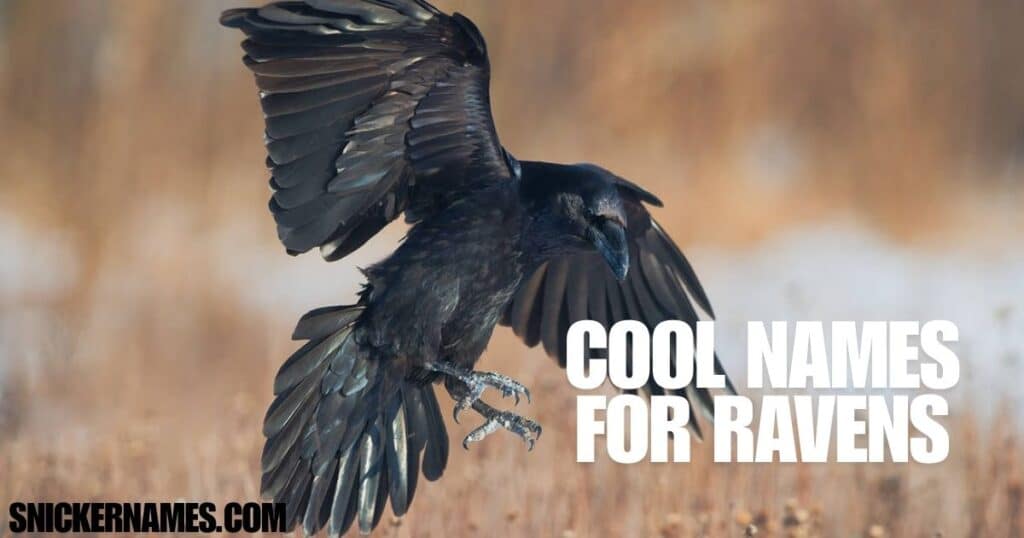 Cool Names for Ravens