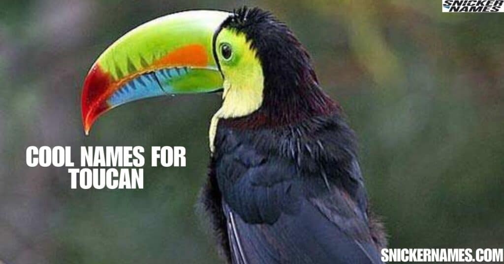 Cool Names for Toucan