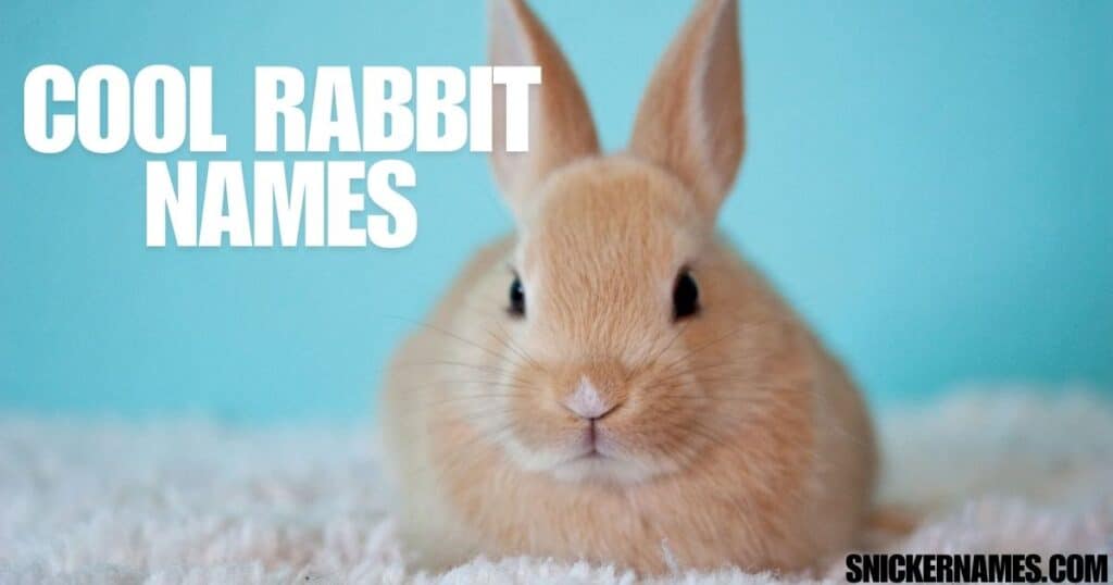 Cool Rabbit Names