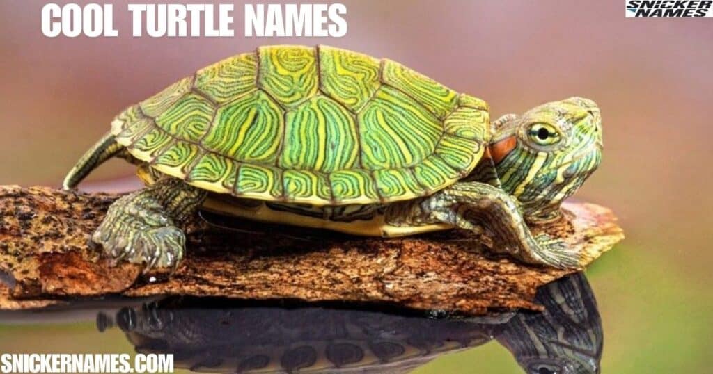 Cool Turtle Names