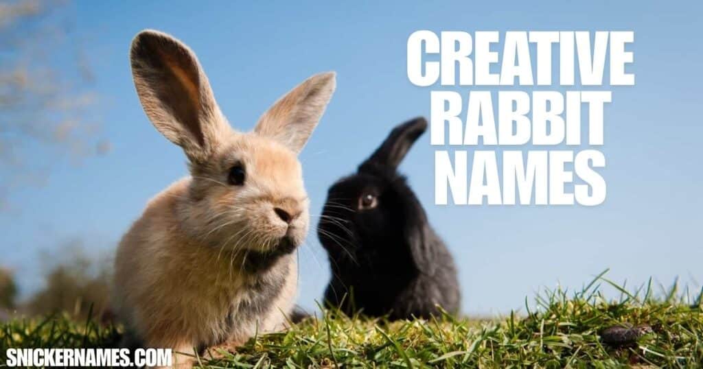 Creative Rabbit Names