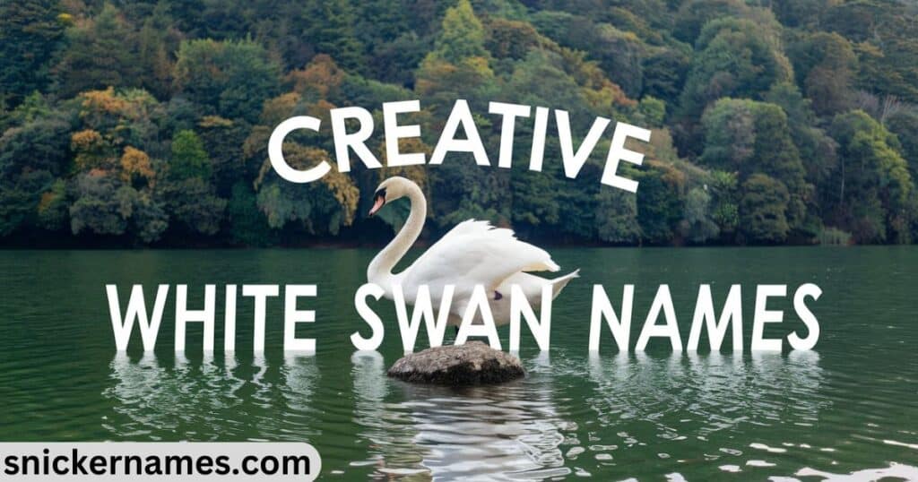 Creative White Swan Names