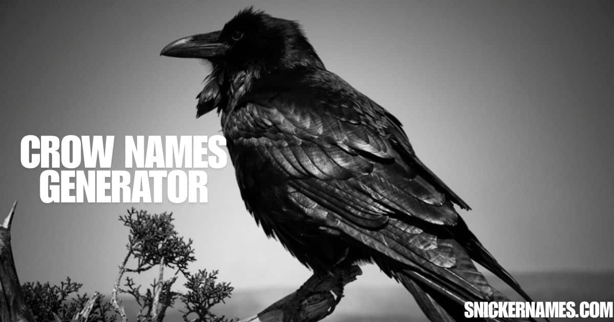 350+ Crow Names Funny, Cute & Unique Ideas