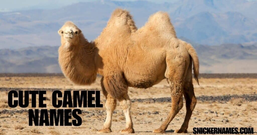 Cute Camel Names