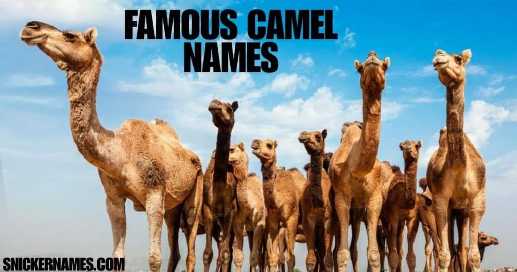 Famous Camel Names