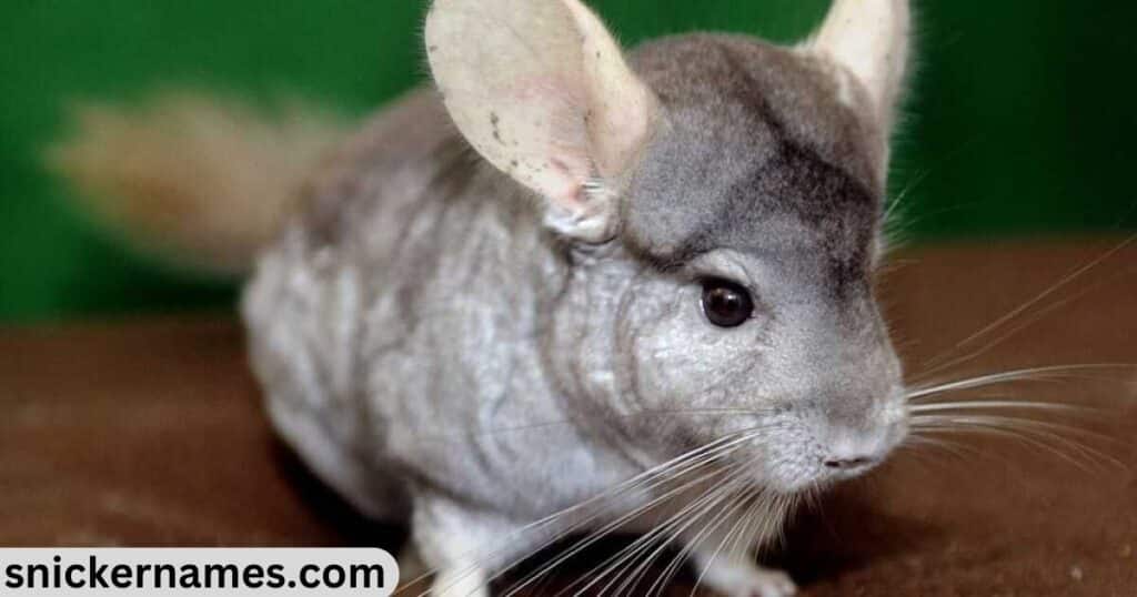 Cute Chinchilla Names With Meaning