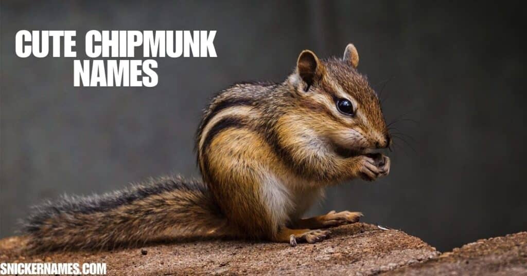 Cute Chipmunk Names