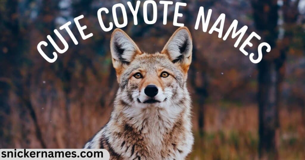 Cute Coyote Names