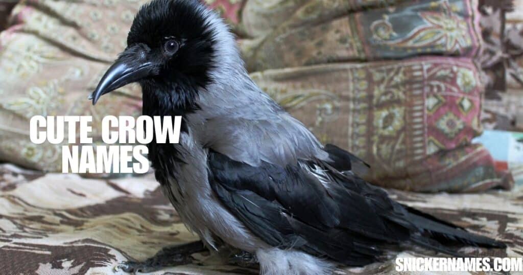 Cute Crow Names