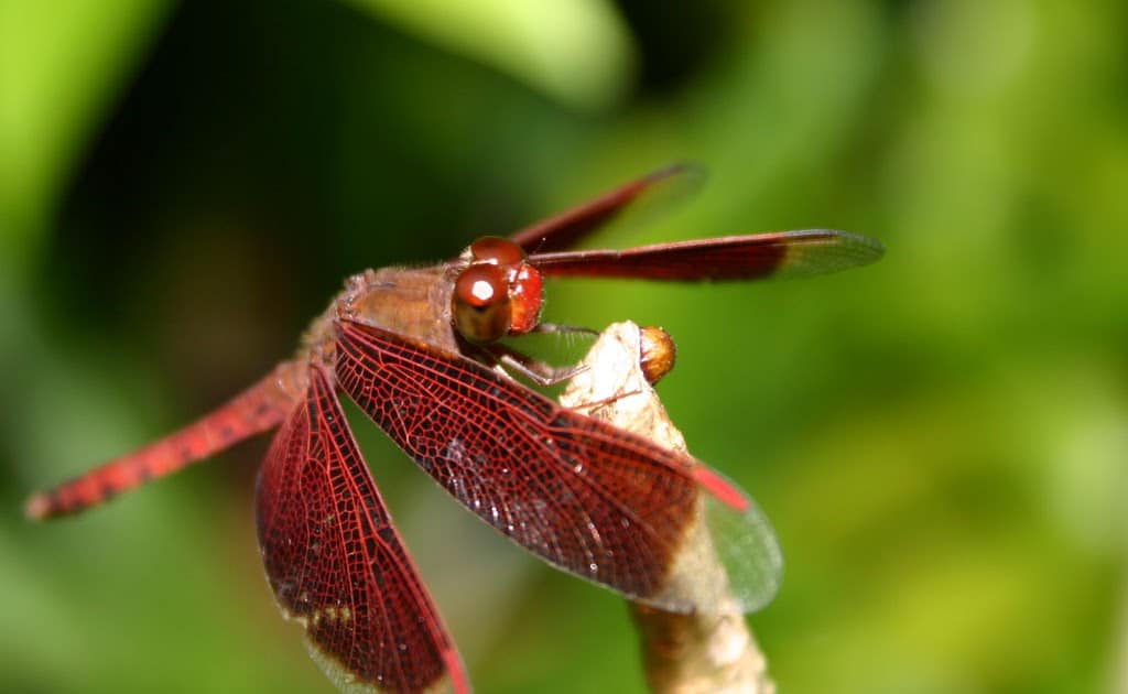 Cute Dragonfly Names