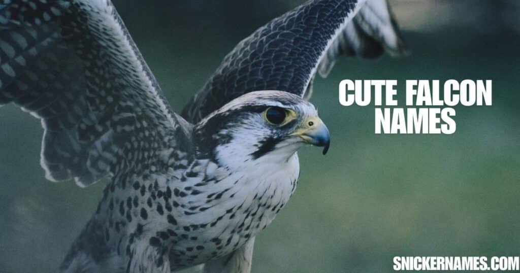 Cute Falcon Names