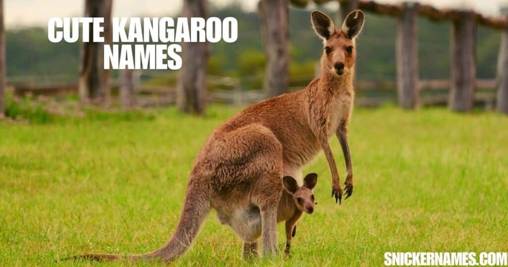 Cute Kangaroo Names