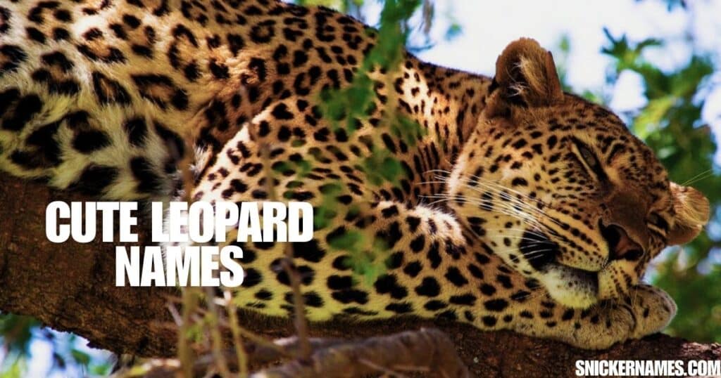 Cute Leopard Names