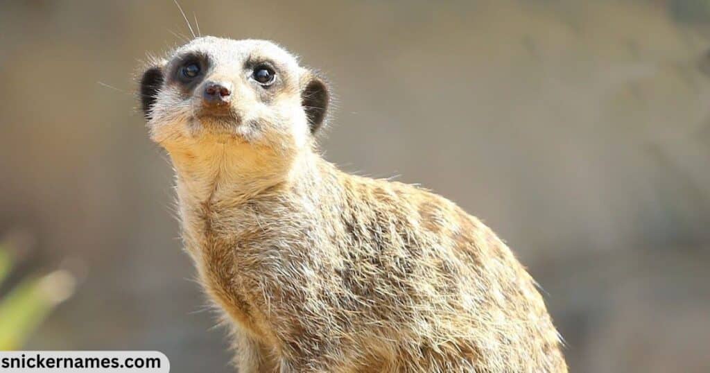 Cute Meerkat Names