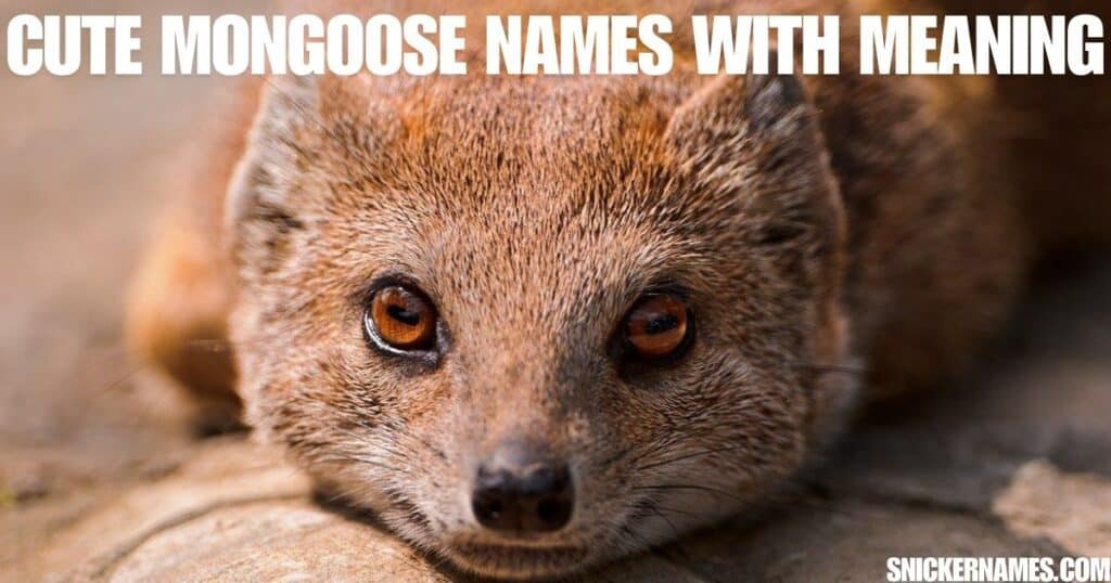 Cute Mongoose Names with Meaning