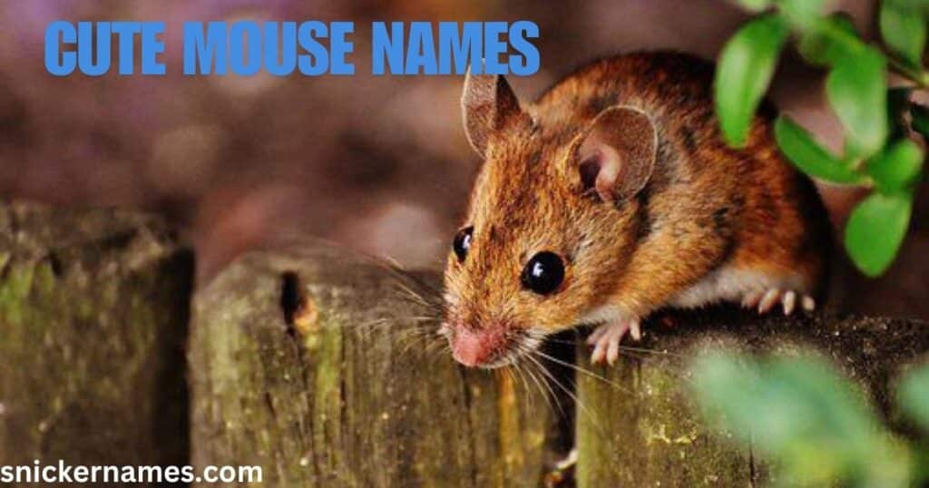 Cute Mouse Names