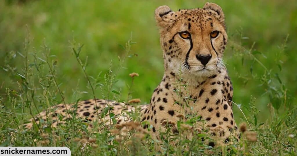 Cute Names for Cheetahs