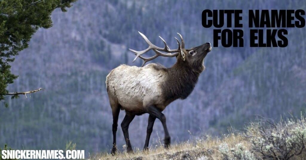 Cute Names for Elks