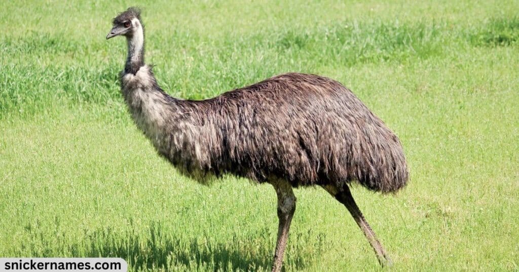 Cute Names for Emus