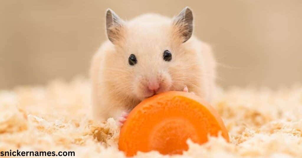 Cute Names for Hamsters