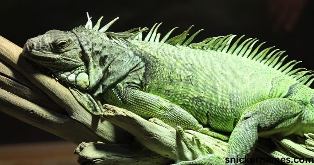 Cute Names for Iguana