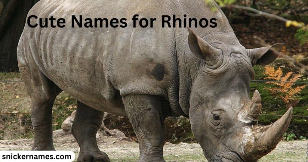 Cute Names for Rhinos