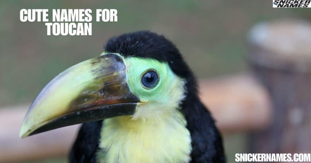 Cute Names for Toucan