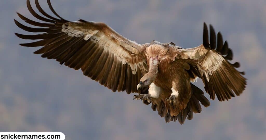 Cute Names for Vultures