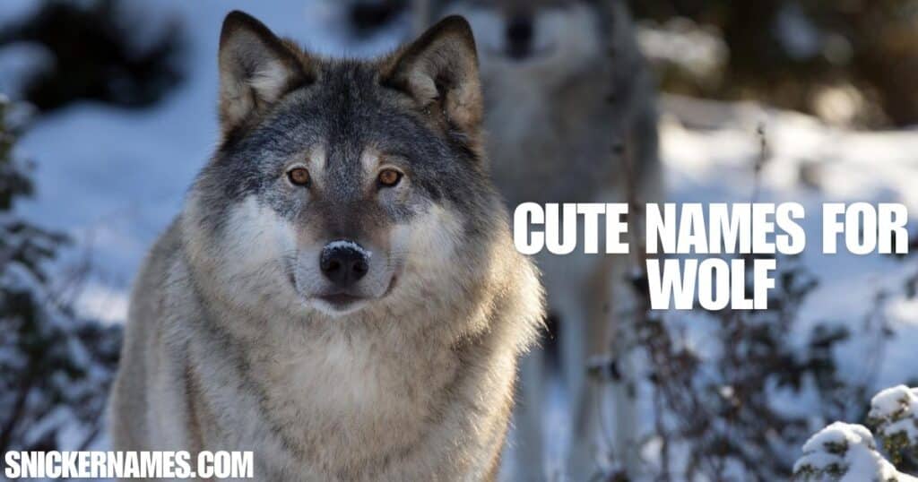 Cute Names for Wolf