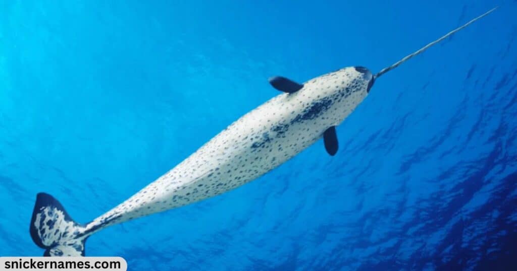 Cute Narwhal Names