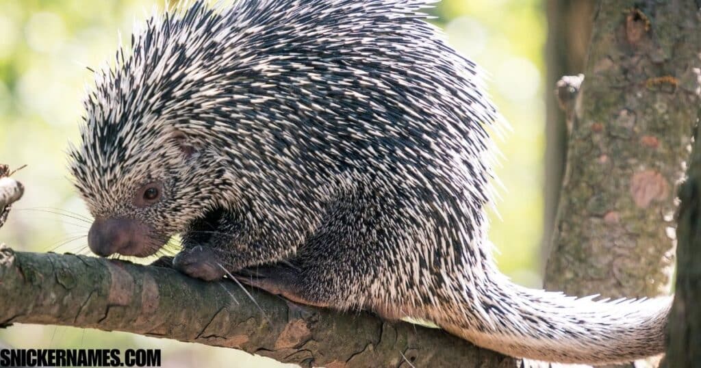 Cute Porcupine Names with Meaning