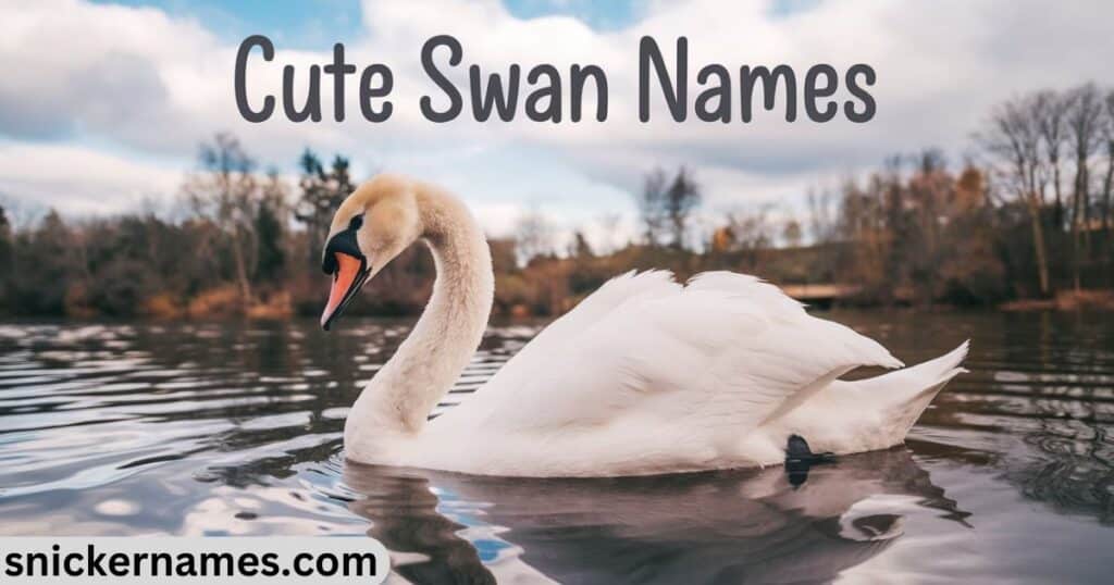 Cute Swan Names