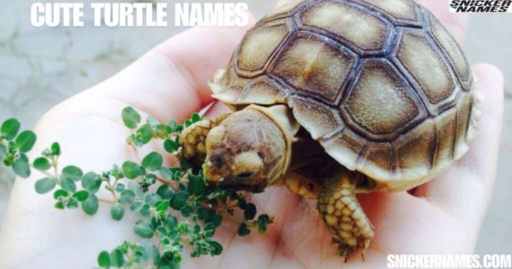 Cute Turtle Names