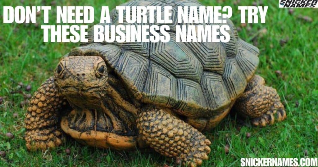 Don’t Need a Turtle Name? Try These Business Names