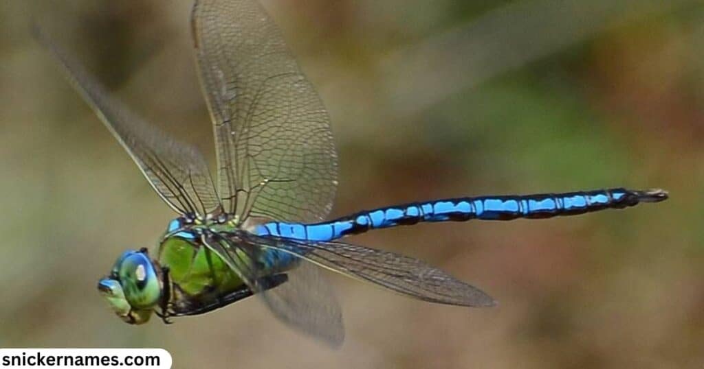 Dragonfly Female Names