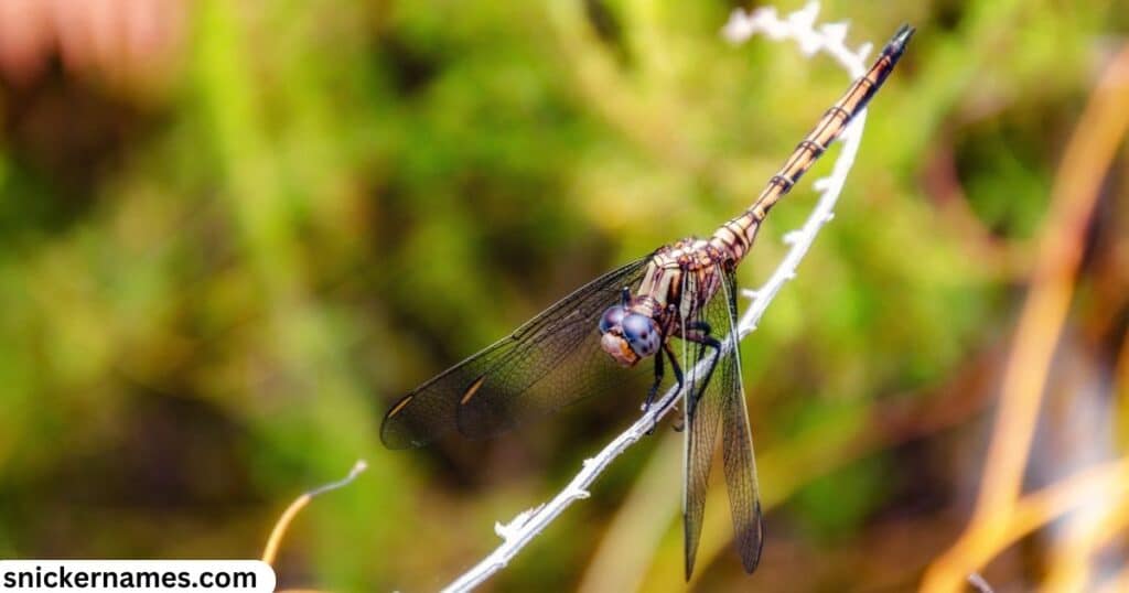 Dragonfly Names in Other Languages