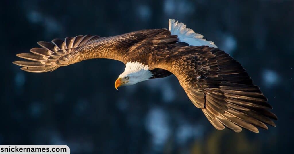 Eagle Names (With Meanings)