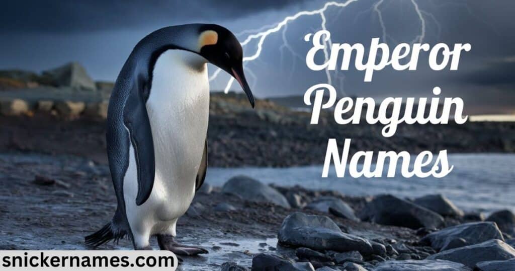 Emperor Names Penguin