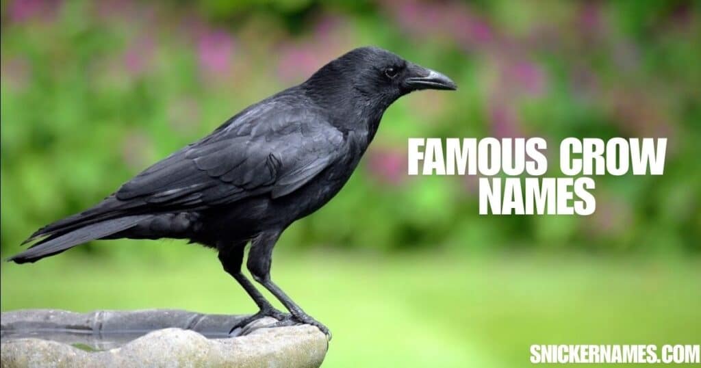 350+ Crow Names | Funny, Cute & Unique Ideas