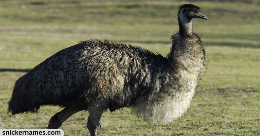 Famous Emu Names With Origin