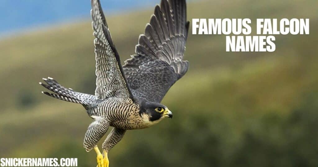 Famous Falcon Names