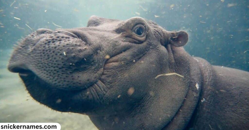 Famous Hippo Names