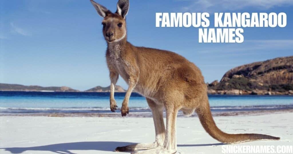 Famous Kangaroo Names