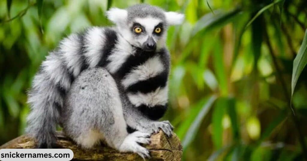 Famous Lemur Names With Origin