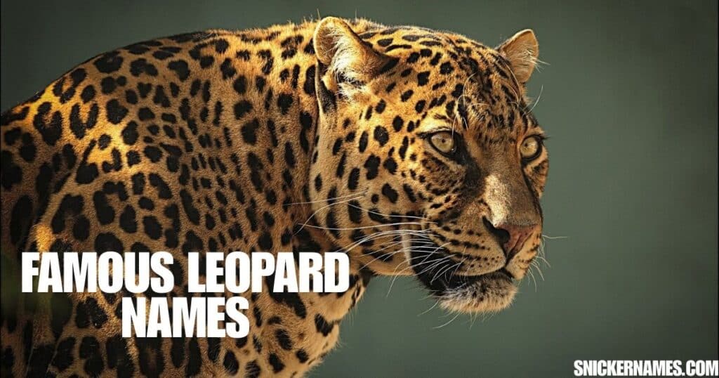 Famous Leopard Names