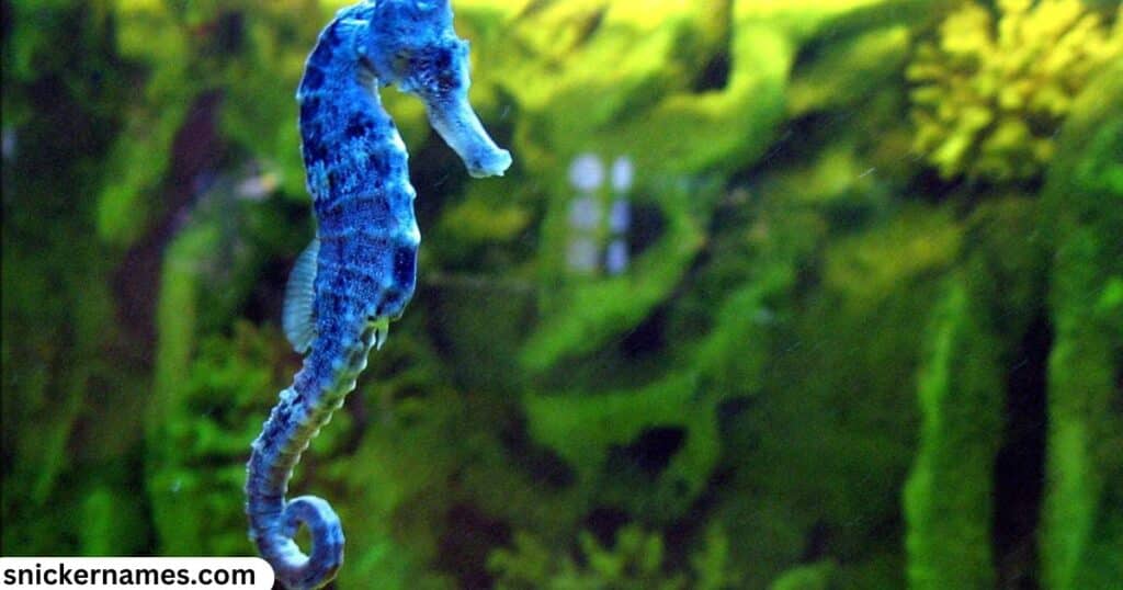 Famous Seahorse Names