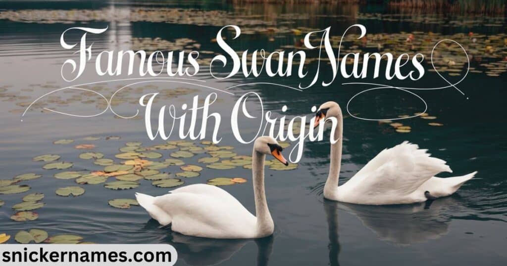 Famous Swan Names with Origin