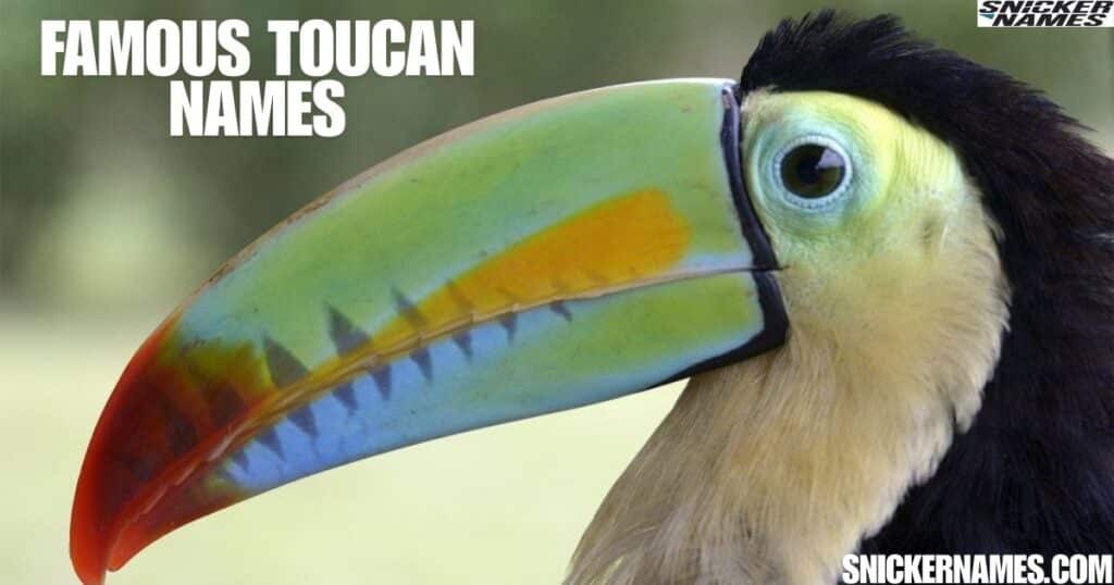 Famous Toucan Names